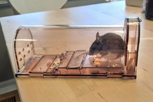 a-live-mouse-caught-in-a-humane-live-catch-and-rel-2023-11-27-05-06-55-utc